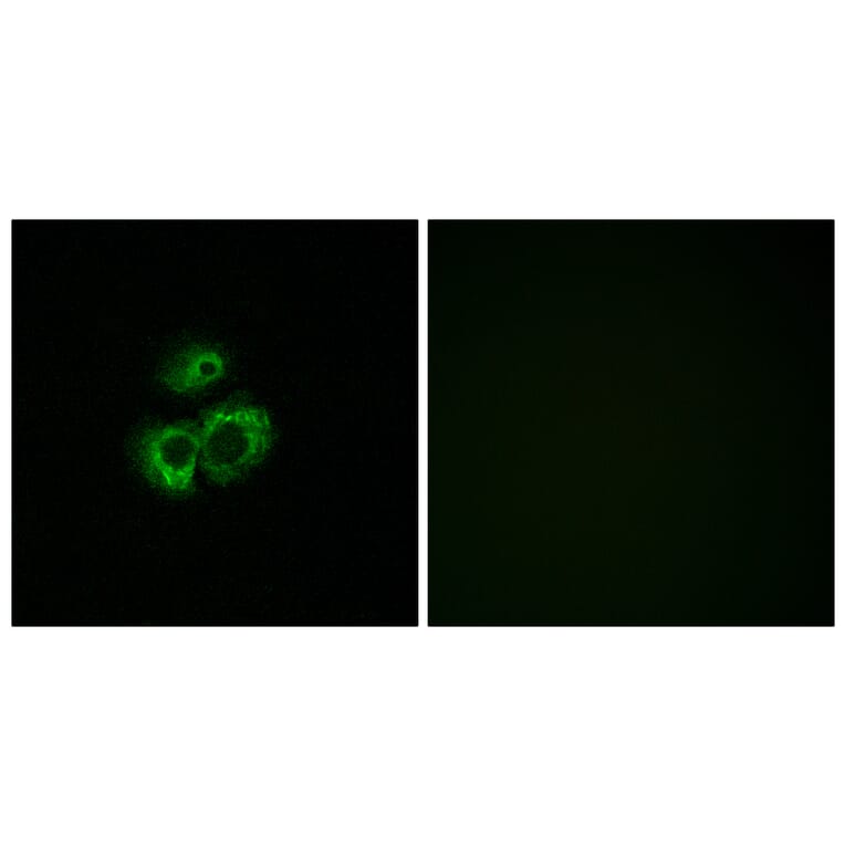 Immunofluorescence - Anti-OR52D1 Antibody (G459) - Antibodies.com