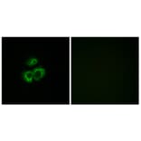 Immunofluorescence - Anti-OR52D1 Antibody (G459) - Antibodies.com