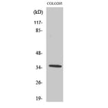 Western Blot - Anti-OR52D1 Antibody (G459) - Antibodies.com