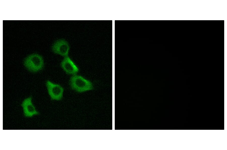 Immunofluorescence - Anti-OR52B2 Antibody (G457) - Antibodies.com