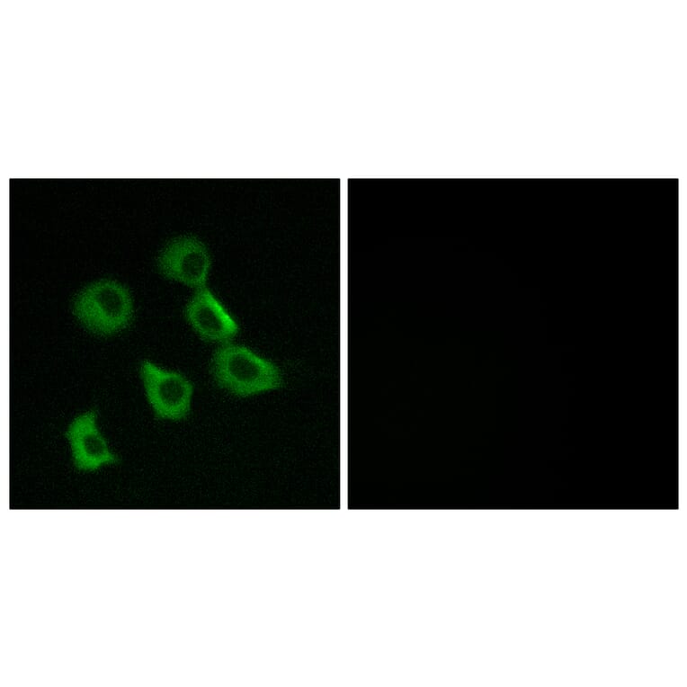 Immunofluorescence - Anti-OR52B2 Antibody (G457) - Antibodies.com