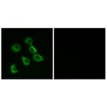 Immunofluorescence - Anti-OR52B2 Antibody (G457) - Antibodies.com