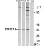Western Blot - Anti-OR52A1 Antibody (G850) - Antibodies.com