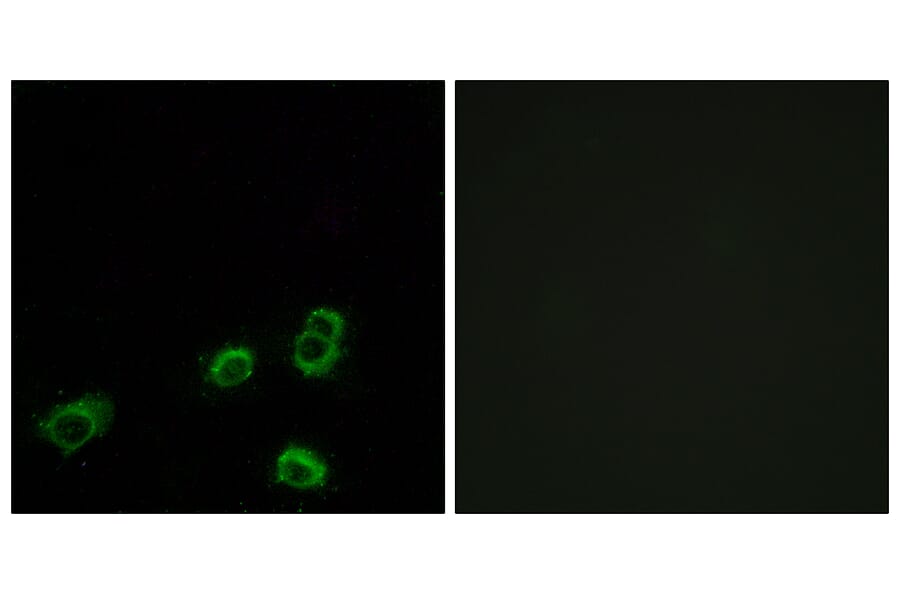 Immunofluorescence - Anti-OR52A1 Antibody (G850) - Antibodies.com