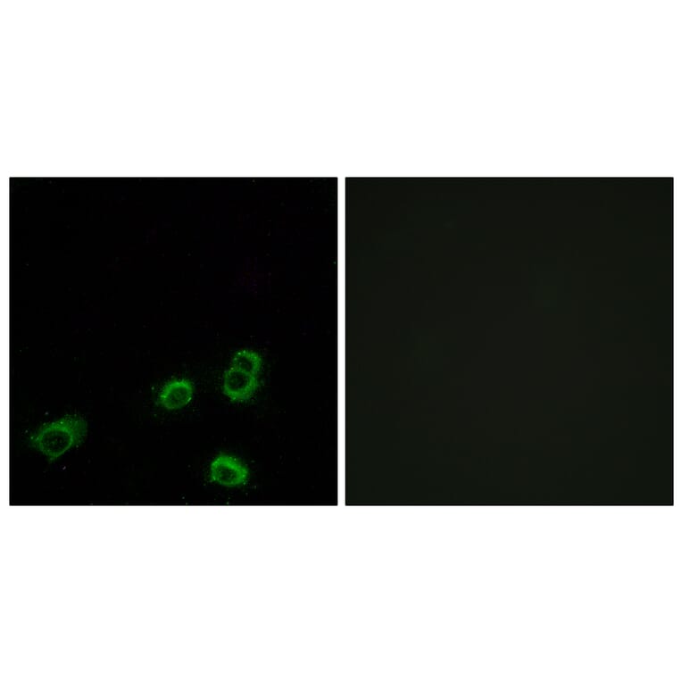 Immunofluorescence - Anti-OR52A1 Antibody (G850) - Antibodies.com