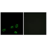Immunofluorescence - Anti-OR52A1 Antibody (G850) - Antibodies.com