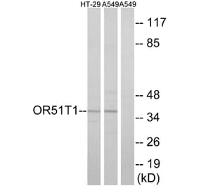 Western Blot - Anti-OR51T1 Antibody (G455) - Antibodies.com