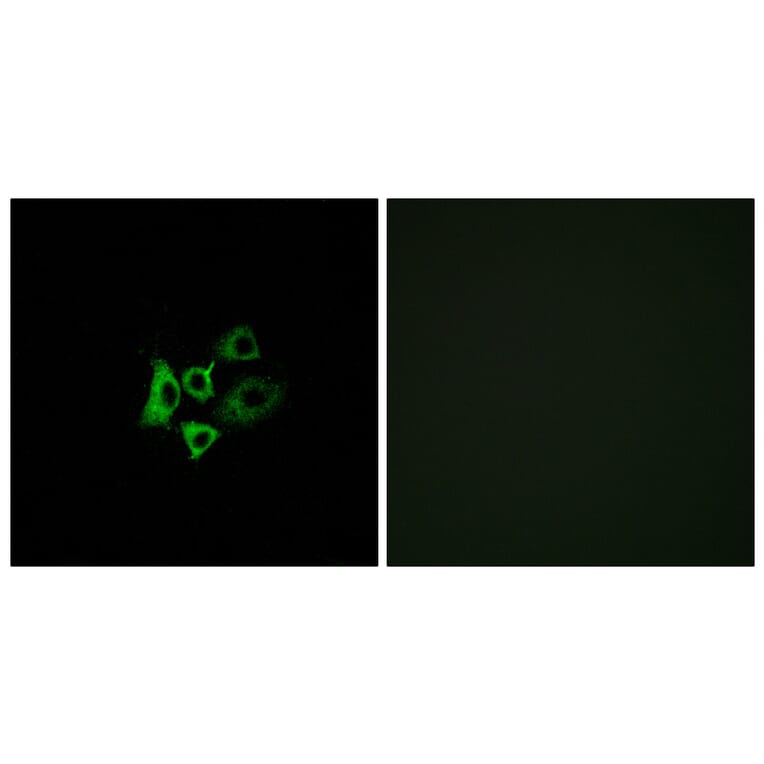 Immunofluorescence - Anti-OR51T1 Antibody (G455) - Antibodies.com