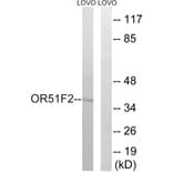 Western Blot - Anti-OR51F2 Antibody (G846) - Antibodies.com