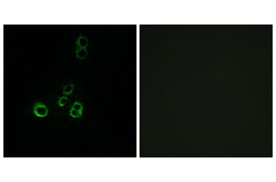 Immunofluorescence - Anti-OR51F2 Antibody (G846) - Antibodies.com