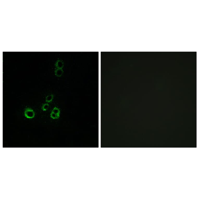 Immunofluorescence - Anti-OR51F2 Antibody (G846) - Antibodies.com