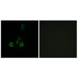 Immunofluorescence - Anti-OR51F2 Antibody (G846) - Antibodies.com