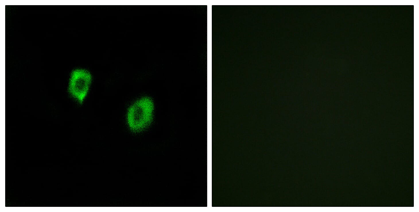 Immunofluorescence analysis of COS7 cells using Anti-OR51F1 Antibody. The right hand panel represents a negative control, where the antibody was pre-incubated with the immunising peptide.