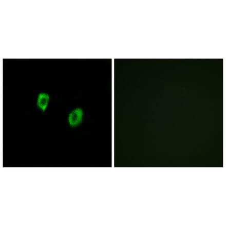 Immunofluorescence - Anti-OR51F1 Antibody (G845) - Antibodies.com