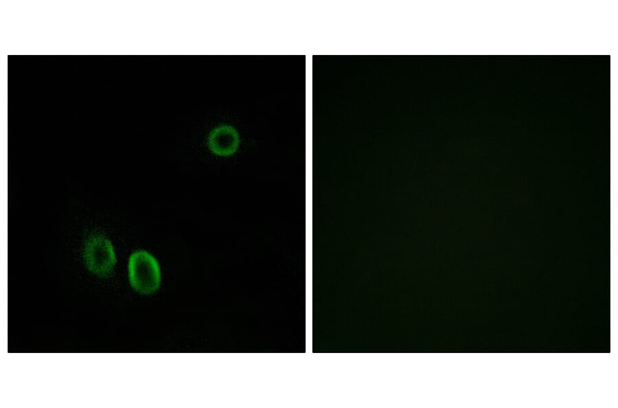 Immunofluorescence - Anti-OR51E1 Antibody (G446) - Antibodies.com