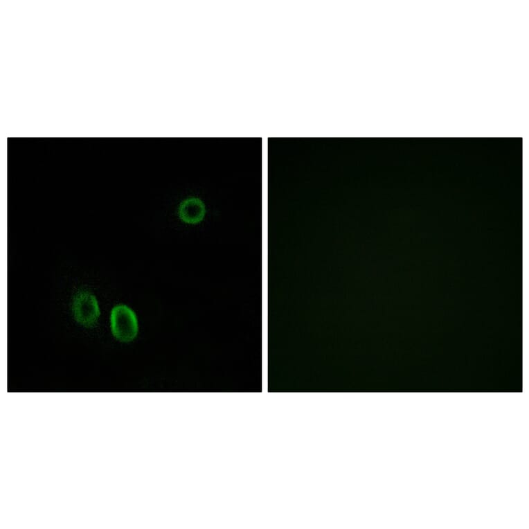 Immunofluorescence - Anti-OR51E1 Antibody (G446) - Antibodies.com