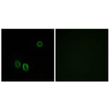 Immunofluorescence - Anti-OR51E1 Antibody (G446) - Antibodies.com