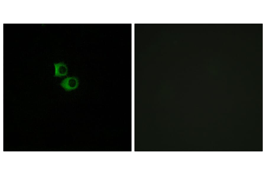 Immunofluorescence - Anti-OR51B6 Antibody (G844) - Antibodies.com