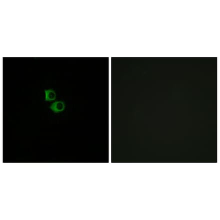 Immunofluorescence - Anti-OR51B6 Antibody (G844) - Antibodies.com