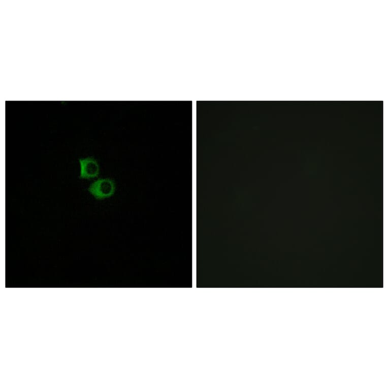 Immunofluorescence - Anti-OR51B6 Antibody (G844) - Antibodies.com