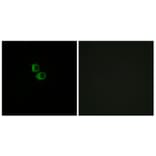 Immunofluorescence - Anti-OR51B6 Antibody (G844) - Antibodies.com