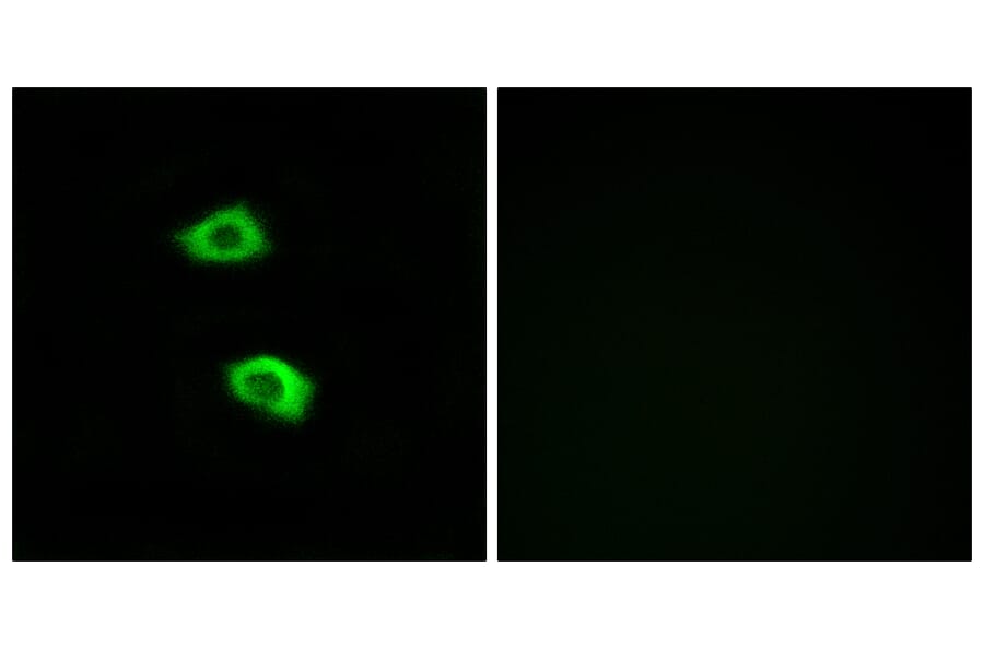 Immunofluorescence - Anti-OR51B5 Antibody (G843) - Antibodies.com