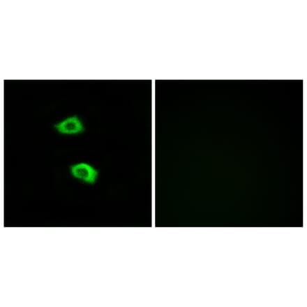 Immunofluorescence - Anti-OR51B5 Antibody (G843) - Antibodies.com