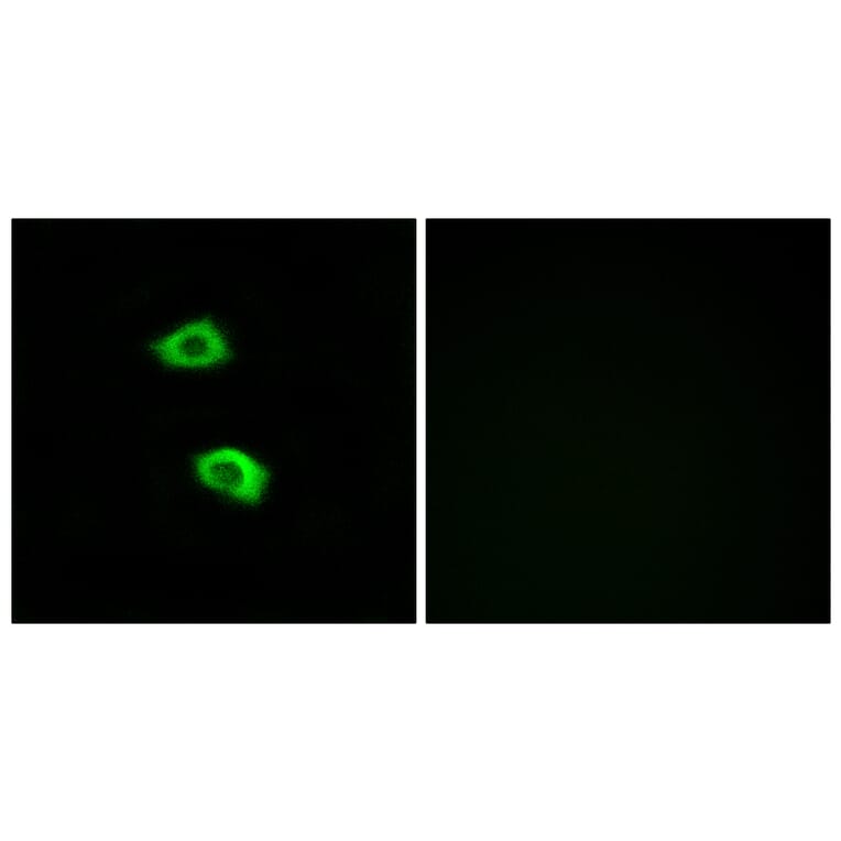 Immunofluorescence - Anti-OR51B5 Antibody (G843) - Antibodies.com