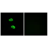 Immunofluorescence - Anti-OR51B5 Antibody (G843) - Antibodies.com