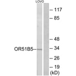 Western Blot - Anti-OR51B5 Antibody (G843) - Antibodies.com