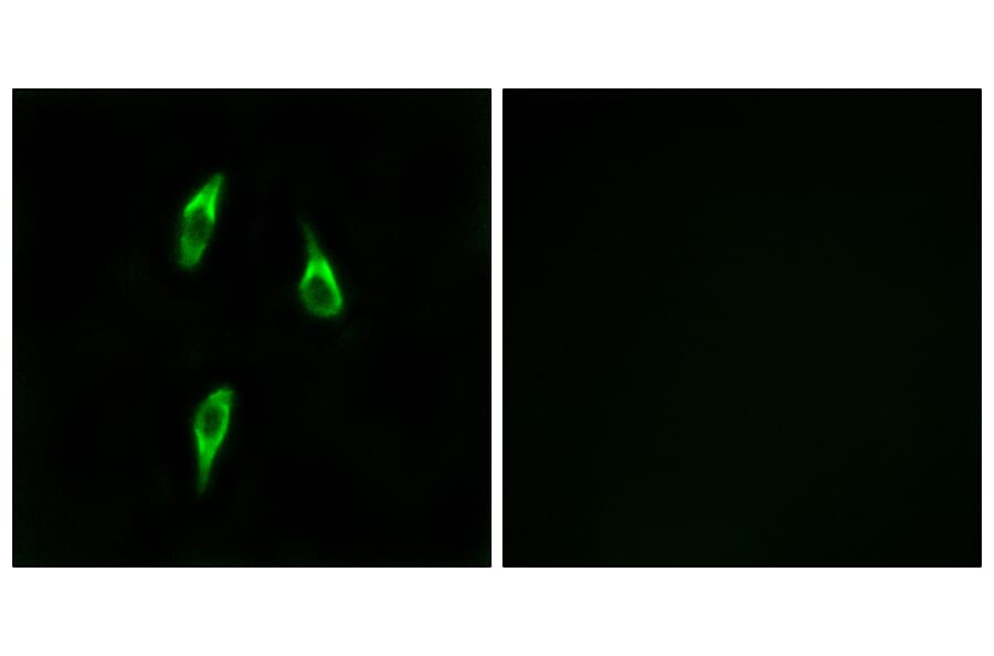Immunofluorescence - Anti-OR51B2 Antibody (G908) - Antibodies.com
