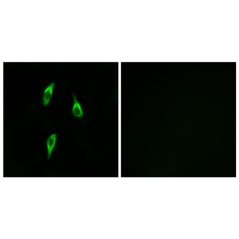 Immunofluorescence - Anti-OR51B2 Antibody (G908) - Antibodies.com