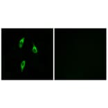 Immunofluorescence - Anti-OR51B2 Antibody (G908) - Antibodies.com