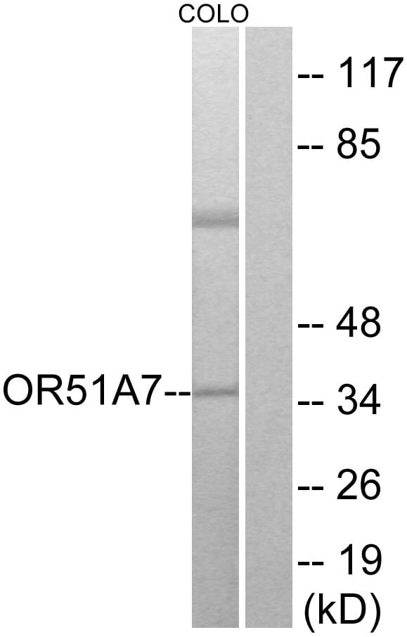 Western blot analysis of lysates from COLO cells using Anti-OR51A7 Antibody. The right hand lane represents a negative control, where the antibody is blocked by the immunising peptide.