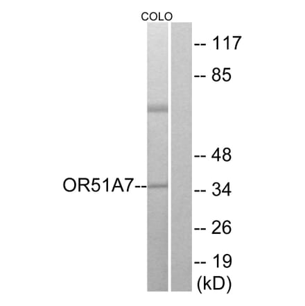 Western Blot - Anti-OR51A7 Antibody (G619) - Antibodies.com