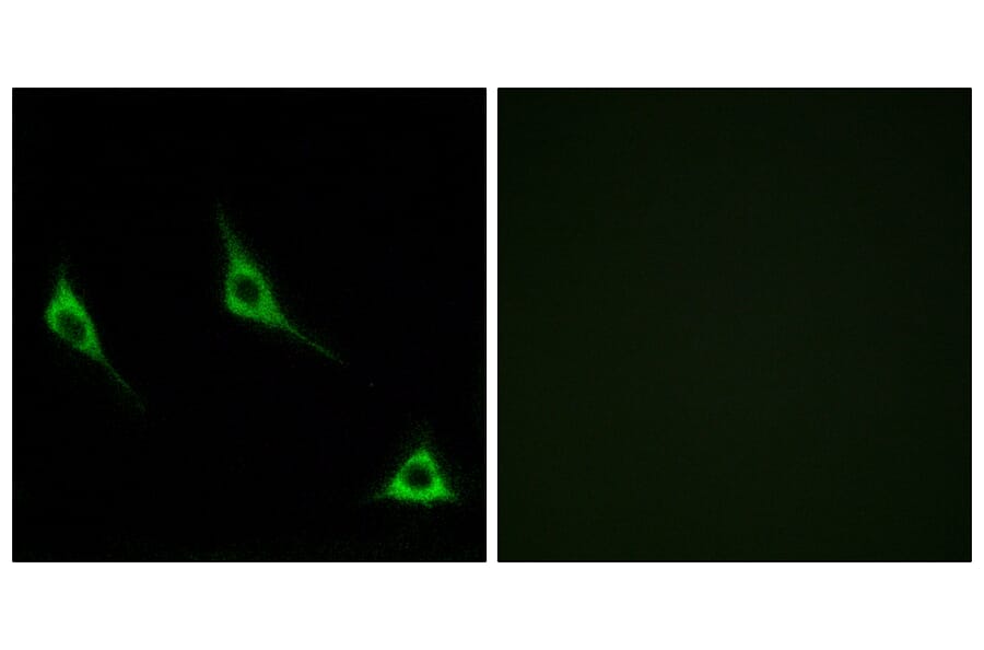 Immunofluorescence - Anti-OR51A7 Antibody (G619) - Antibodies.com