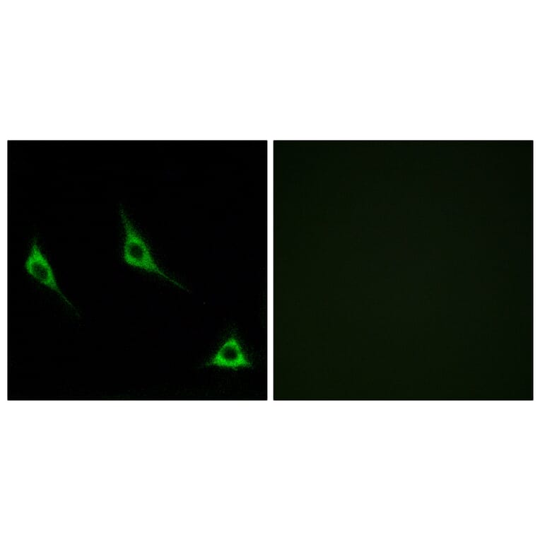 Immunofluorescence - Anti-OR51A7 Antibody (G619) - Antibodies.com