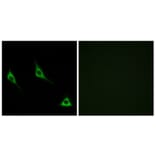 Immunofluorescence - Anti-OR51A7 Antibody (G619) - Antibodies.com
