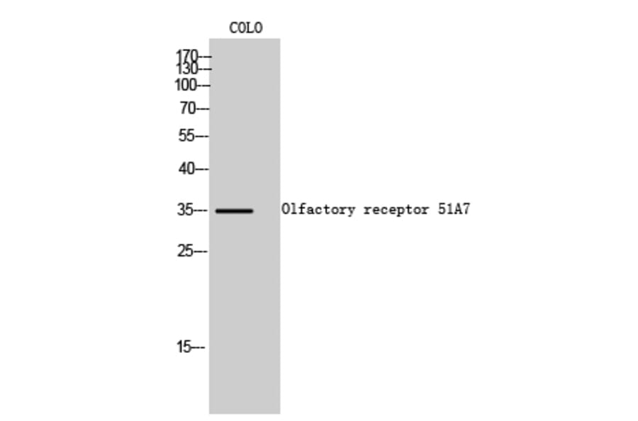 Western Blot - Anti-OR51A7 Antibody (G619) - Antibodies.com