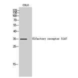 Western Blot - Anti-OR51A7 Antibody (G619) - Antibodies.com