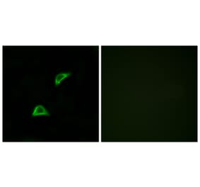 Immunofluorescence - Anti-OR51A4 Antibody (G907) - Antibodies.com