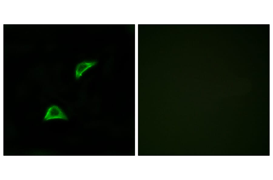 Immunofluorescence - Anti-OR51A4 Antibody (G907) - Antibodies.com