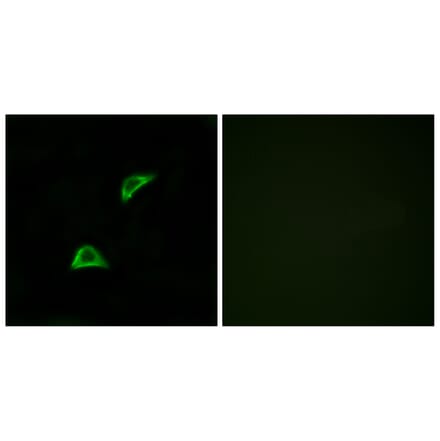 Immunofluorescence - Anti-OR51A4 Antibody (G907) - Antibodies.com