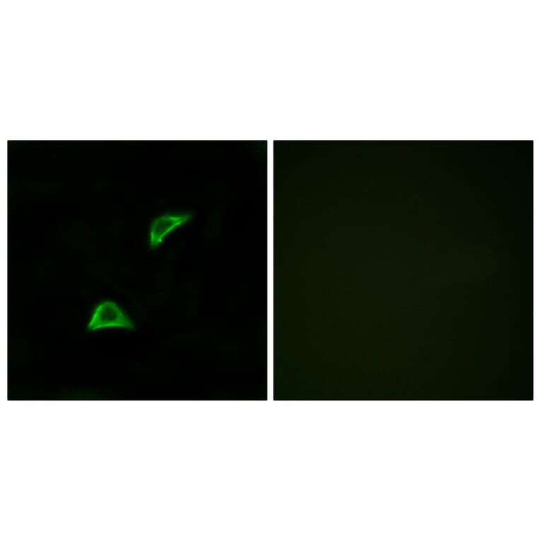 Immunofluorescence - Anti-OR51A4 Antibody (G907) - Antibodies.com