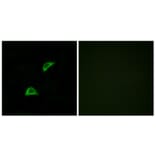 Immunofluorescence - Anti-OR51A4 Antibody (G907) - Antibodies.com