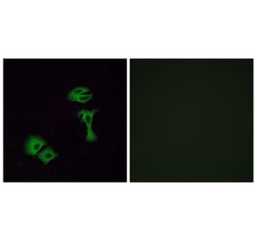 Immunofluorescence - Anti-OR51A2 Antibody (G618) - Antibodies.com