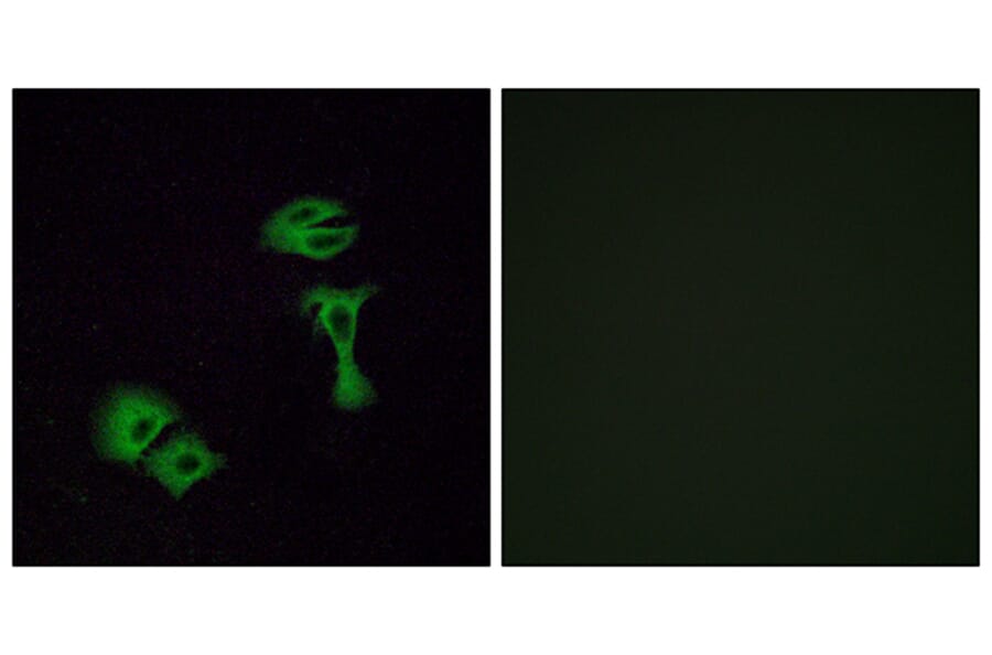Immunofluorescence - Anti-OR51A2 Antibody (G618) - Antibodies.com