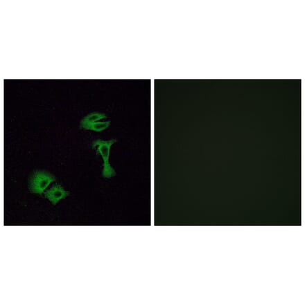 Immunofluorescence - Anti-OR51A2 Antibody (G618) - Antibodies.com