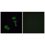 Immunofluorescence - Anti-OR51A2 Antibody (G618) - Antibodies.com