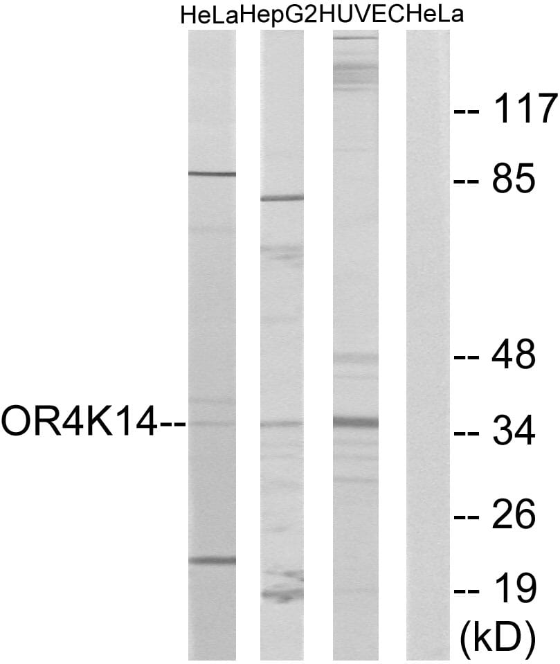Western blot analysis of lysates from HeLa, HepG and HUVEC cells using Anti-OR4K14 Antibody. The right hand lane represents a negative control, where the antibody is blocked by the immunising peptide.